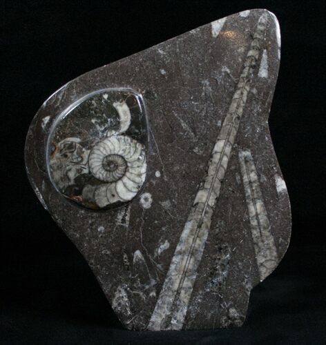 Fossil Goniatite & Orthoceras Sculpture - #4944